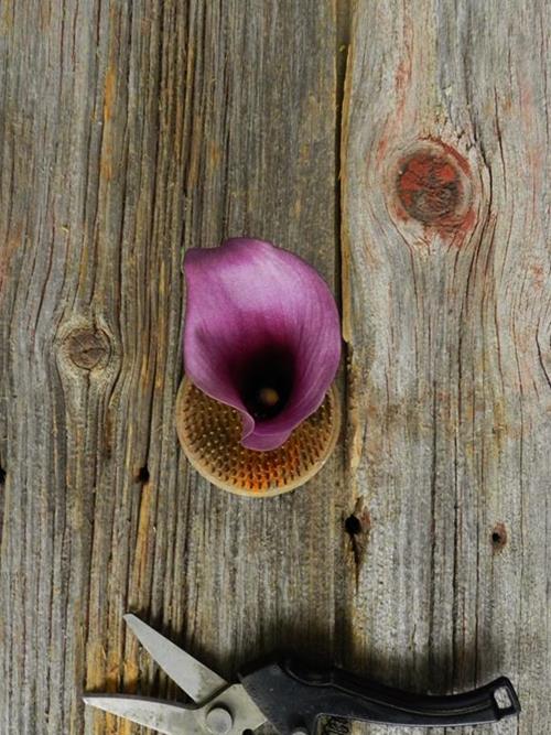  PURPLE MINI CALLA